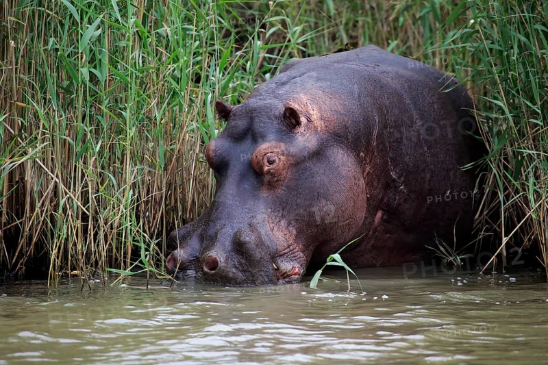 Hippopotamus