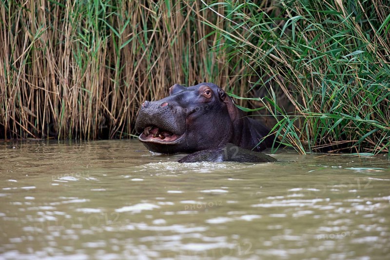 Hippopotamus