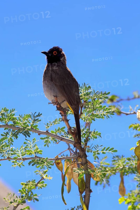 African red-eyed bulbul