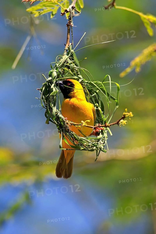 Southern masked weaver