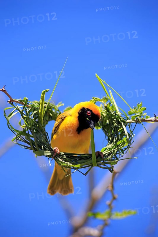 Southern masked weaver