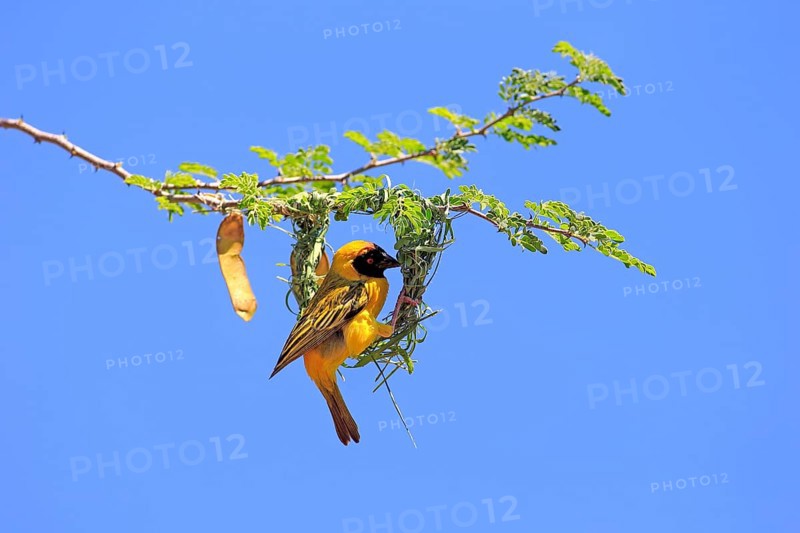 Southern masked weaver