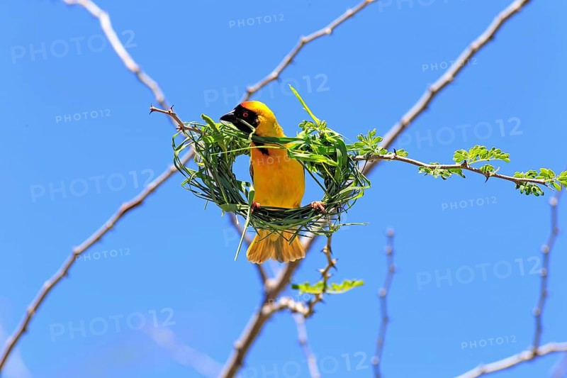 Southern masked weaver
