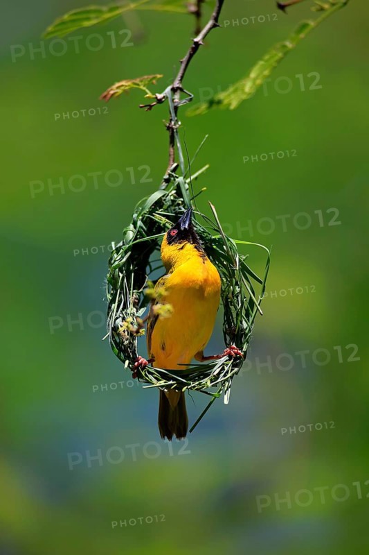 Southern masked weaver