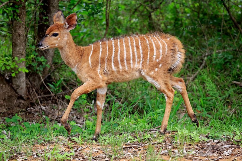 Nyala