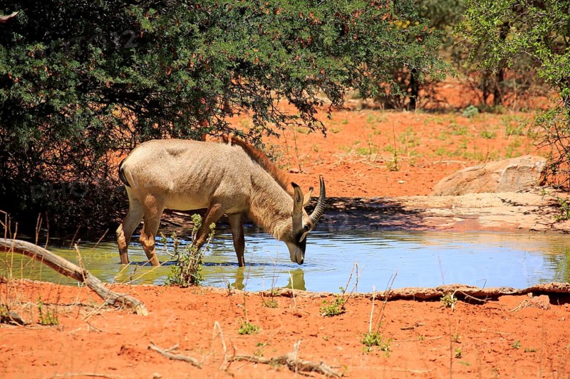 Roan Antelope