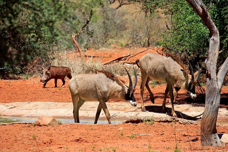 Roan Antelope
