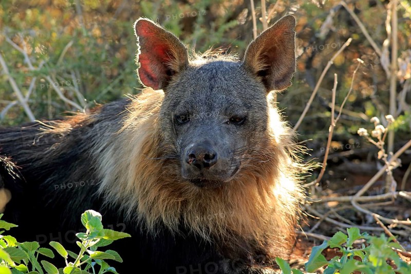 Brown hyena