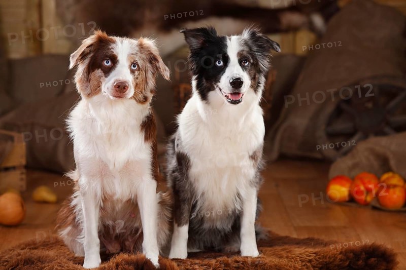 Miniature Australian Shepherds