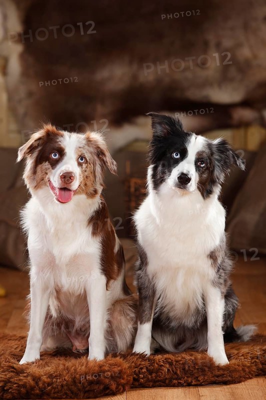 Miniature Australian Shepherds