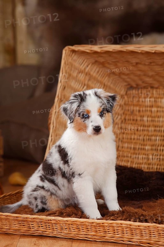 Miniature Australian Shepherd