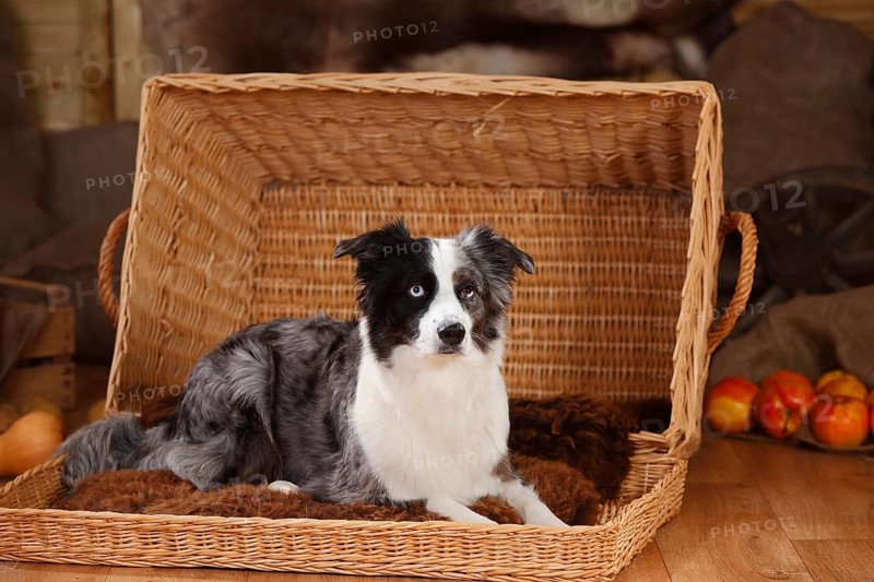 Miniature Australian Shepherd