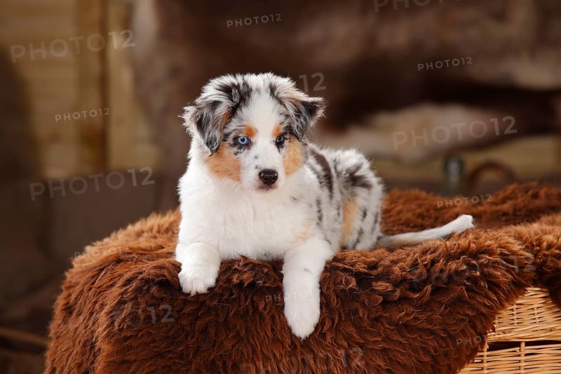 Miniature Australian Shepherd