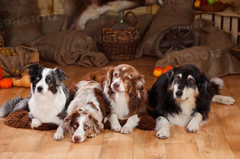 Australian Shepherds