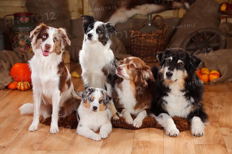 Australian Shepherds