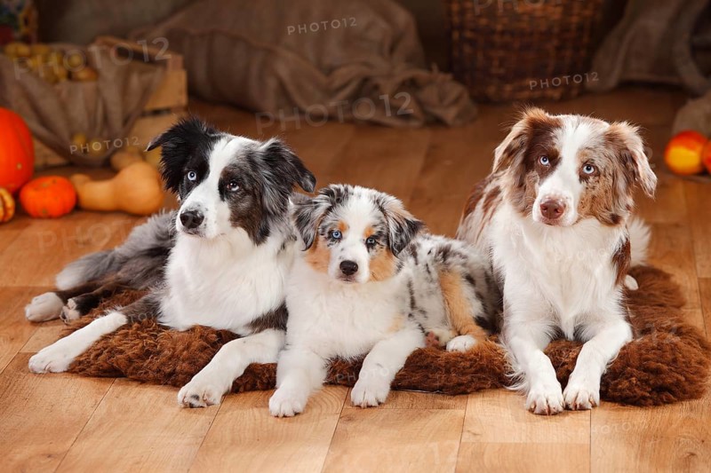 Miniature Australian Shepherds
