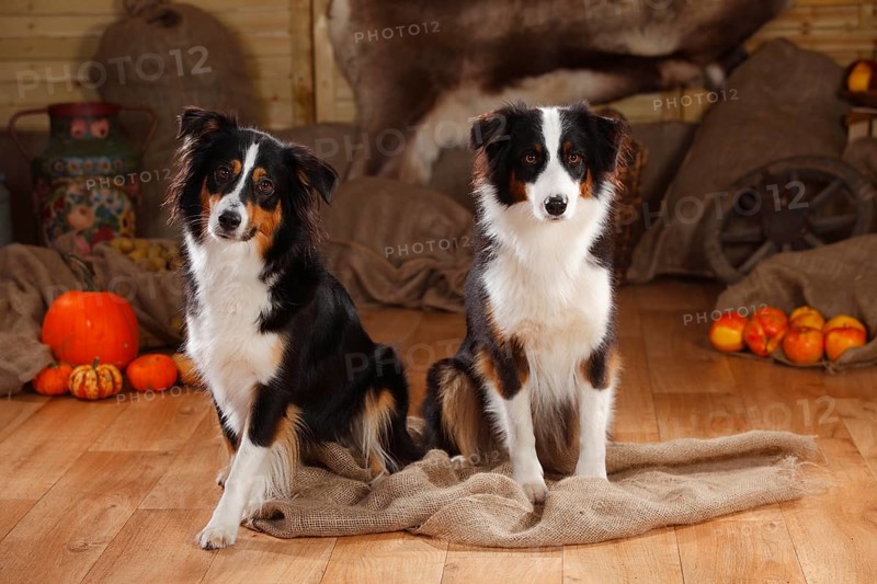 Australian Shepherd and Miniature Australian Shepherd