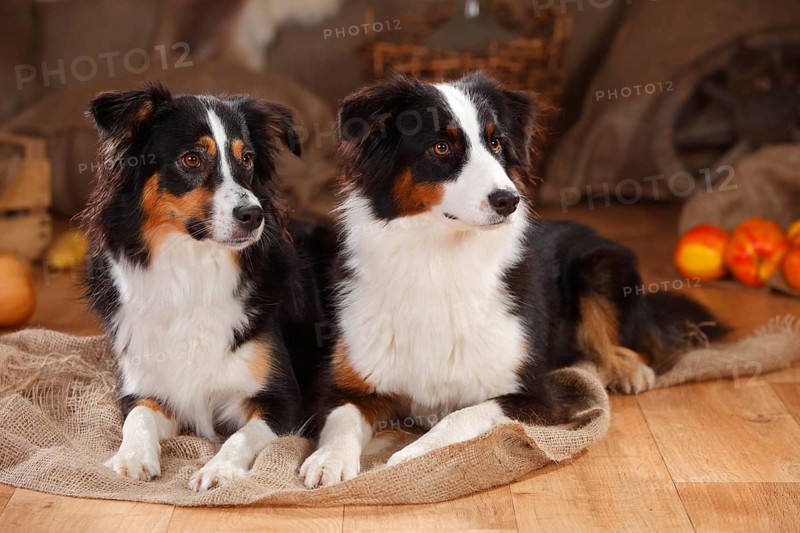Australian Shepherd and Miniature Australian Shepherd