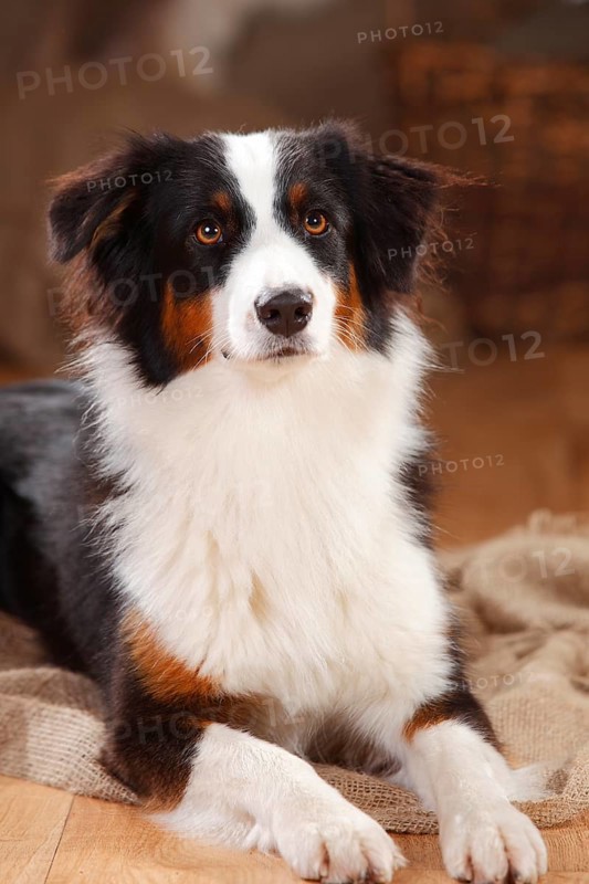 Australian Shepherd