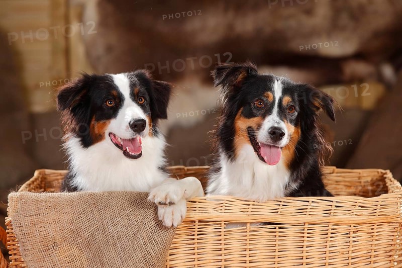 Australian Shepherd and Miniature Australian Shepherd