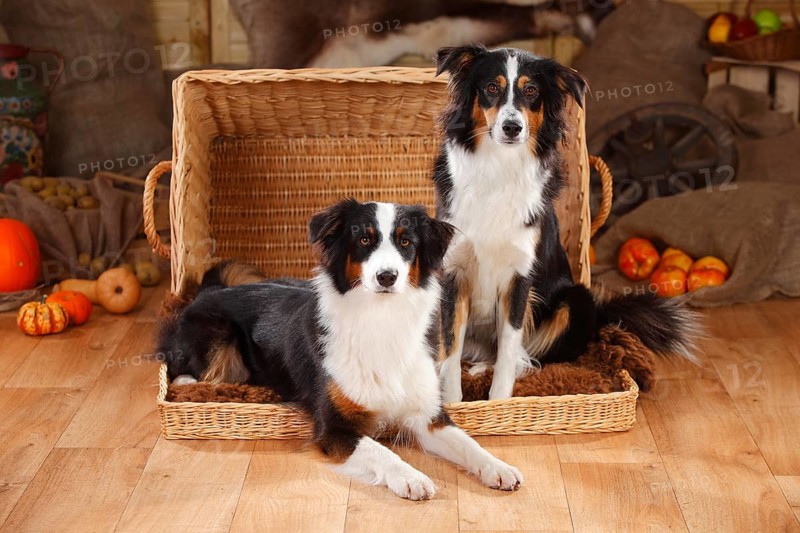Australian Shepherd and Miniature Australian Shepherd