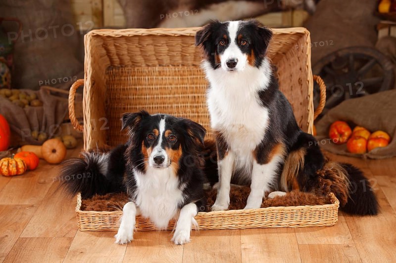 Australian Shepherd and Miniature Australian Shepherd