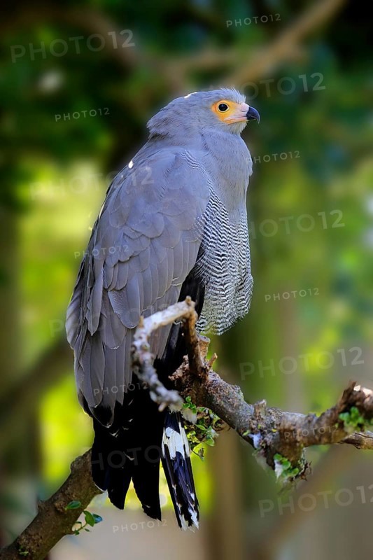 Harrier Hawk