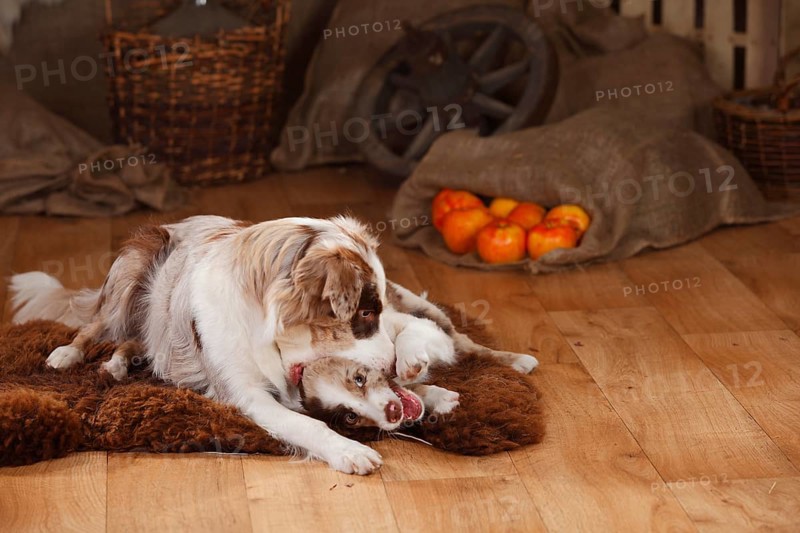 Australian Shepherd
