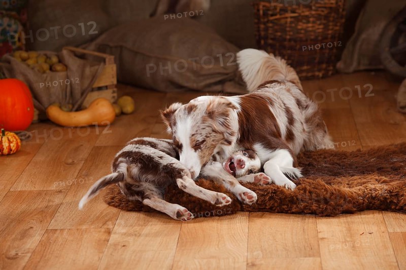 Australian Shepherd