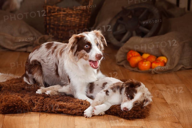 Australian Shepherd