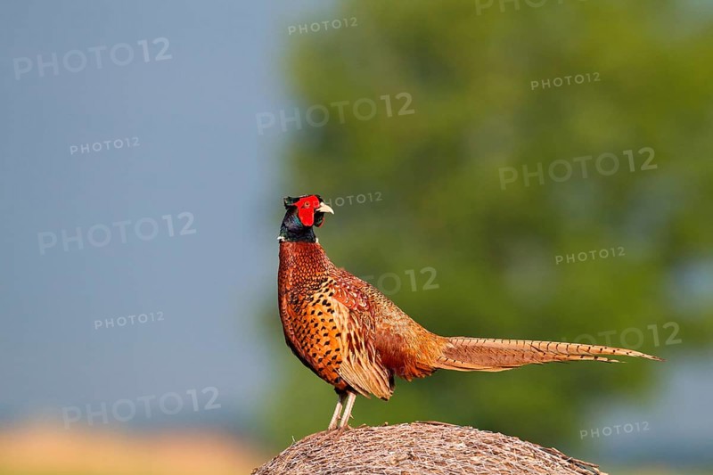 Hunting pheasant