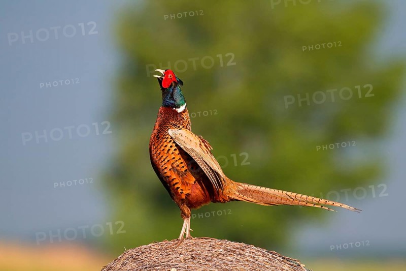 Hunting pheasant