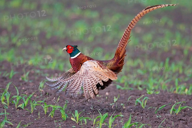 Hunting pheasant