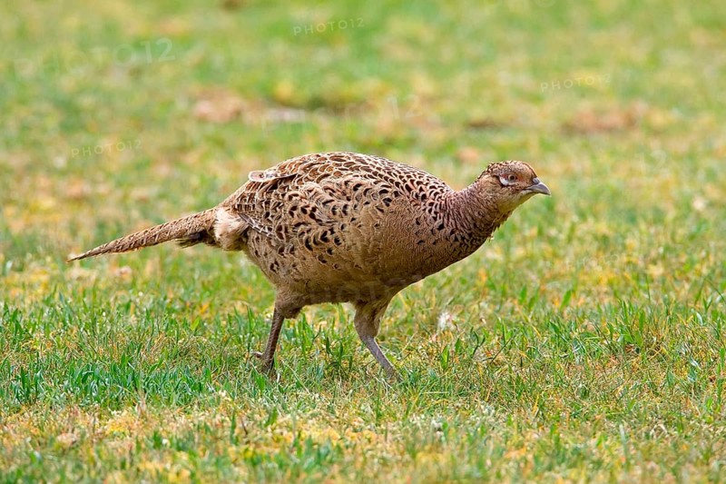 Jagdfasan