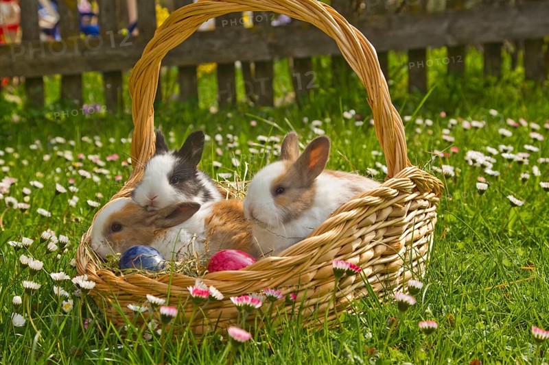 Pygmy rabbits