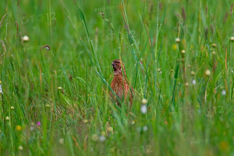 Quail