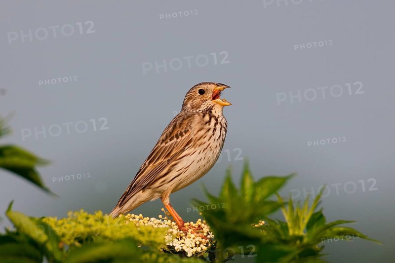 Corn Bunting