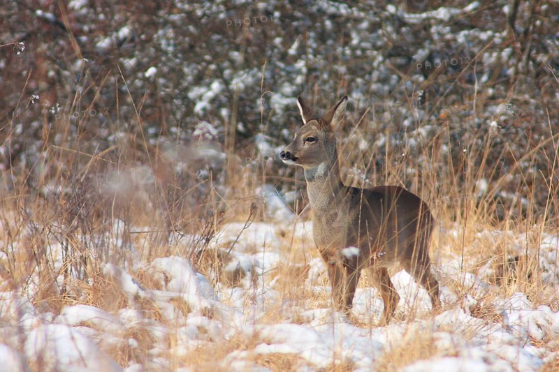 Roe deer doe