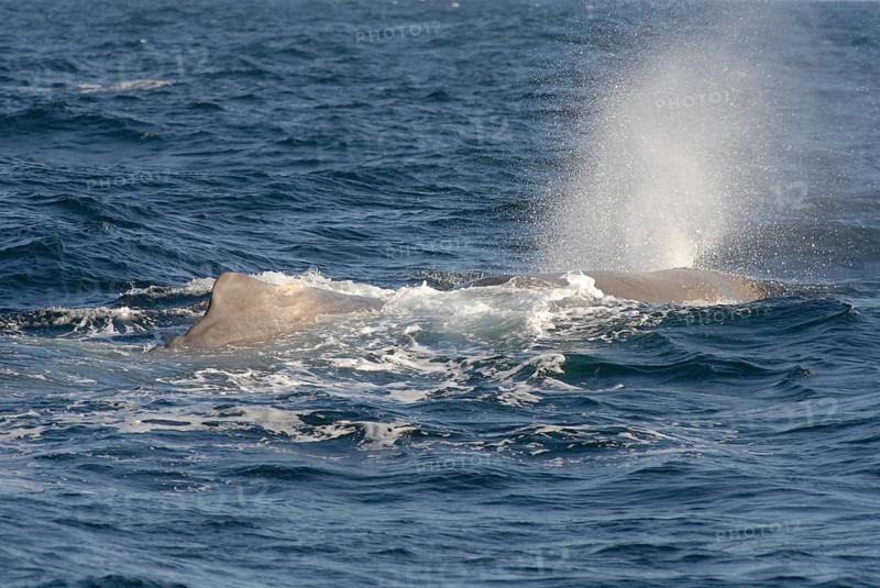 Sperm whale