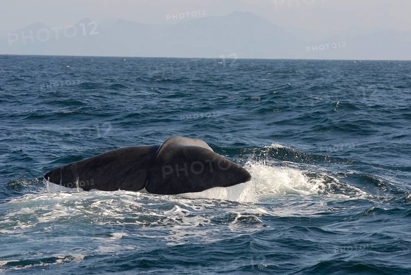 Sperm whale