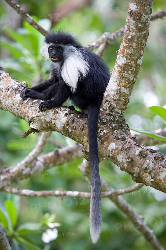 Angola stubby monkey