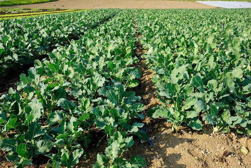 Turnip field