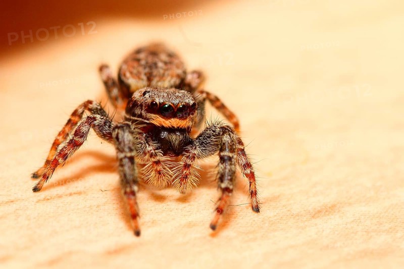 Bark spider