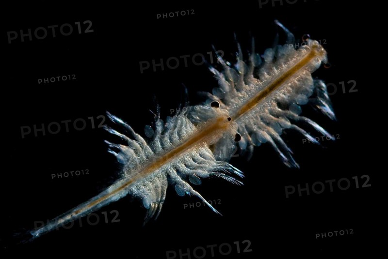 Artemia brine shrimp