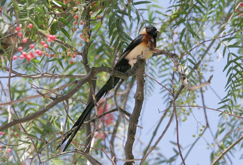 Sharp-tailed Paradise Widow