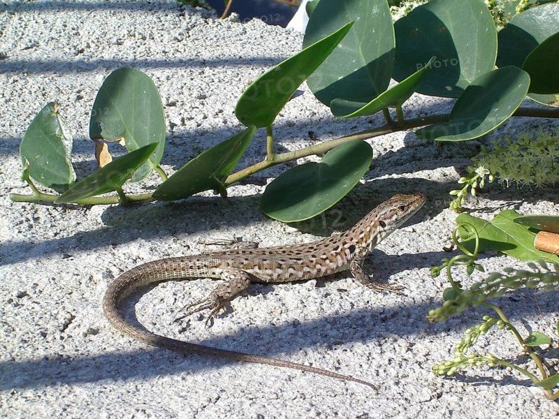 Ruined lizard