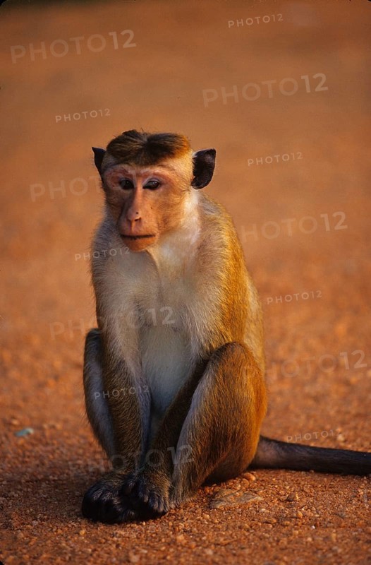 Toque Macaque