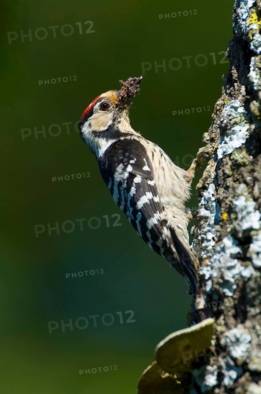 Lesser Spotted Woodpecker