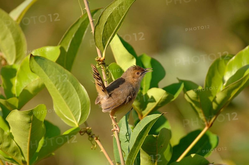 Red-faced Cisticola
