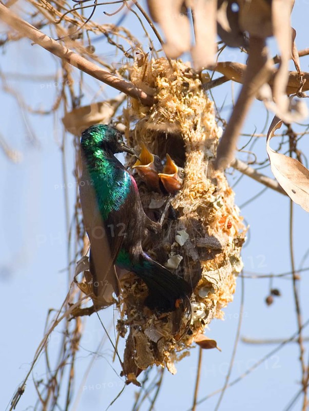 Porphyry Sunbird with nest